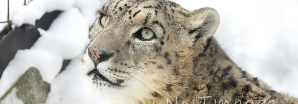 円山動物園 ユキヒョウの繁殖結果について 22年度 Snow Leopard Fun