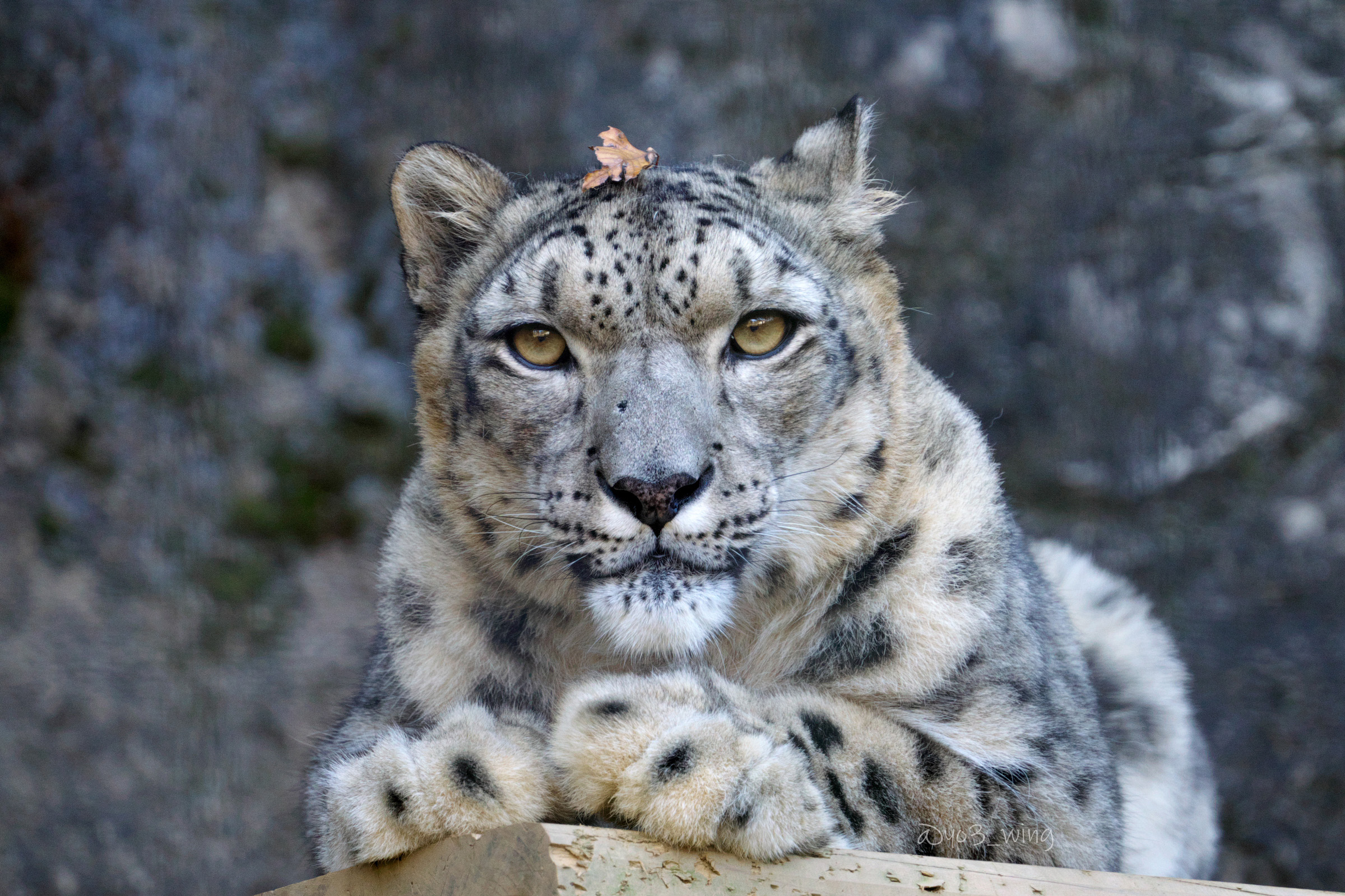 個体紹介 アサヒ Snow Leopard Fun